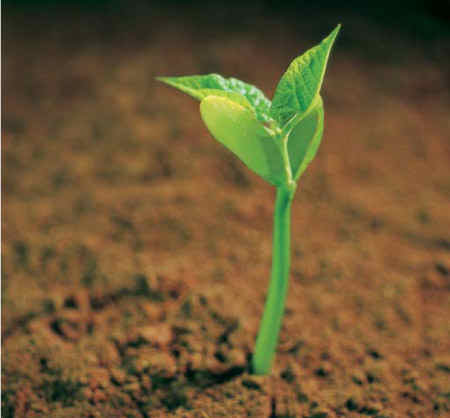 Mar0426-29 The Growing Seed.jpg