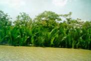 un_Sundarbans.jpg